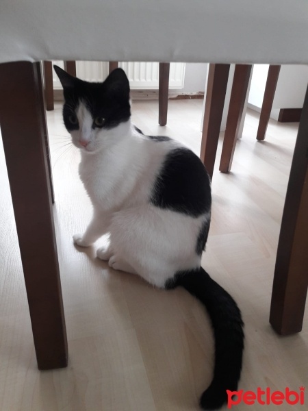 Tekir Kedi, Kedi  Kontes fotoğrafı