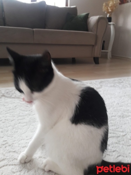 Tekir Kedi, Kedi  Kontes fotoğrafı