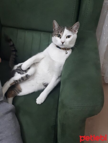 Tekir Kedi, Kedi  MİRA fotoğrafı