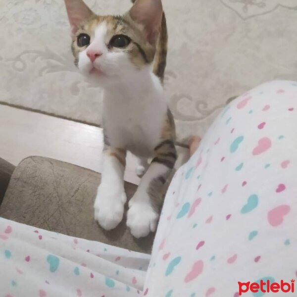 Tekir Kedi, Kedi  Bediş fotoğrafı