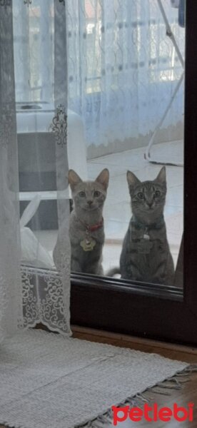 Tekir Kedi, Kedi  Mila fotoğrafı