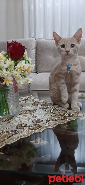 Tekir Kedi, Kedi  Louis fotoğrafı