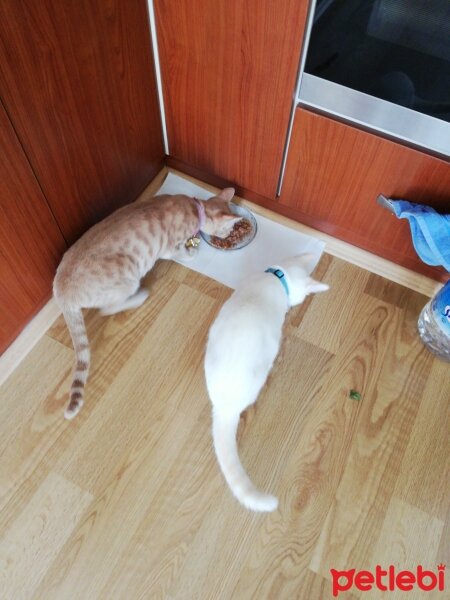 British Shorthair, Kedi  Osman Nuri fotoğrafı