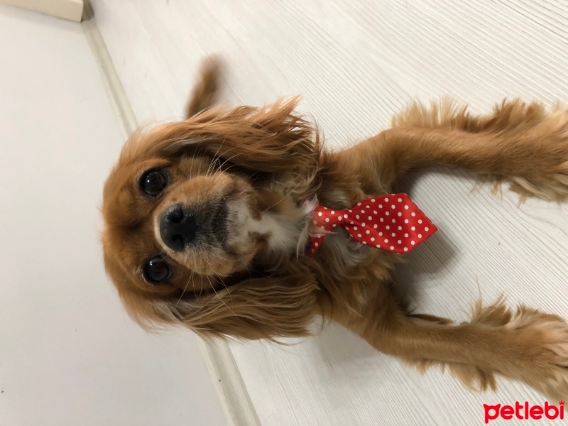 King Charles Spaniel, Köpek  Tarçın fotoğrafı