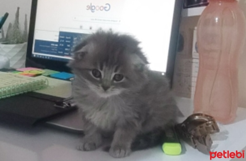 Scottish Fold, Kedi  Scottish fold long hair yavruu fotoğrafı