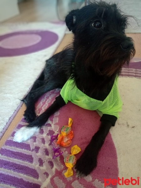Maltese, Köpek  Eva fotoğrafı