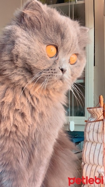 Scottish Fold, Kedi  Mars fotoğrafı