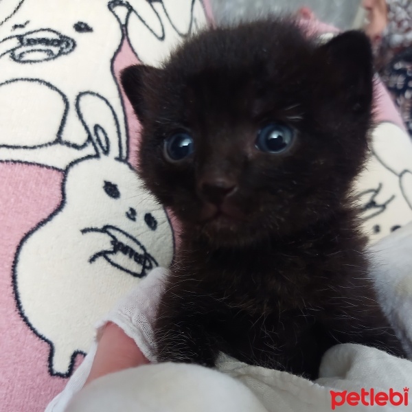 Tekir Kedi, Kedi  Mars fotoğrafı