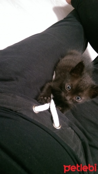 York Chocolate, Kedi  Zeytin fotoğrafı