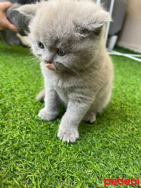 British Shorthair, Kedi  Minnoş fotoğrafı
