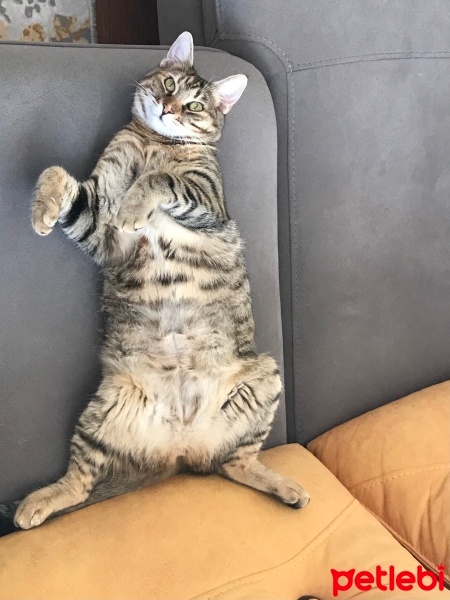 Tekir Kedi, Kedi  Balım fotoğrafı