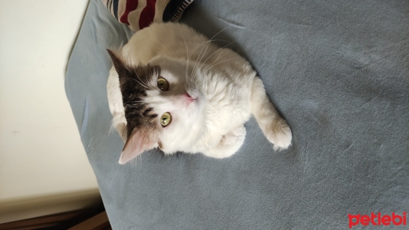 Tekir Kedi, Kedi  MURPHY fotoğrafı