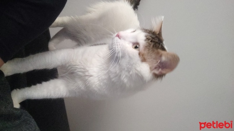 Tekir Kedi, Kedi  MURPHY fotoğrafı