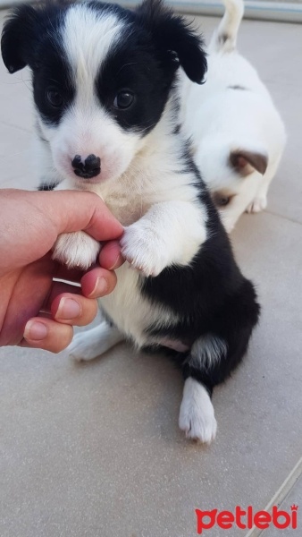 Sealyham Terrier, Köpek  yok fotoğrafı