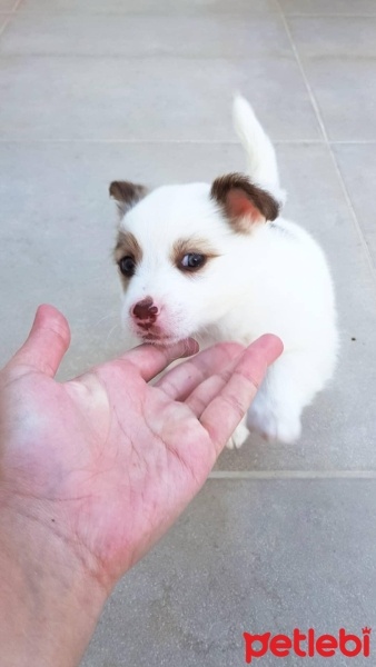 Sealyham Terrier, Köpek  yok fotoğrafı
