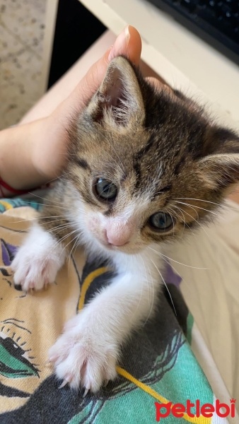 Tekir Kedi, Kedi  Duman fotoğrafı