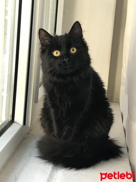Bombay, Kedi  LUNA fotoğrafı