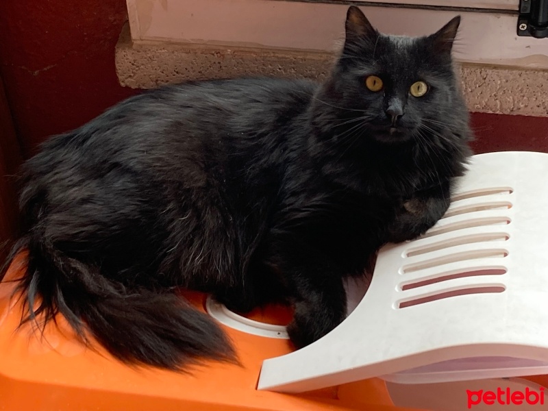 Bombay, Kedi  LUNA fotoğrafı