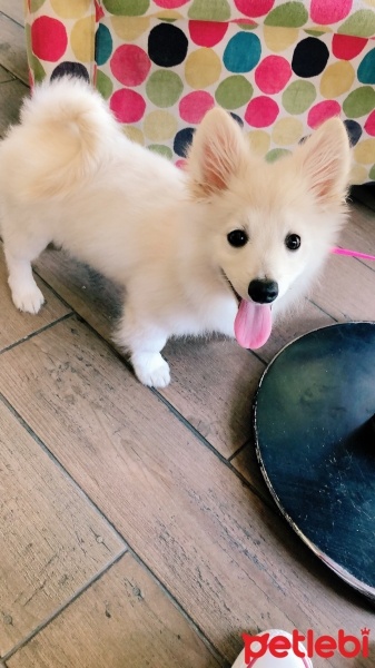 Pomeranyalı, Köpek  CHUCKY fotoğrafı