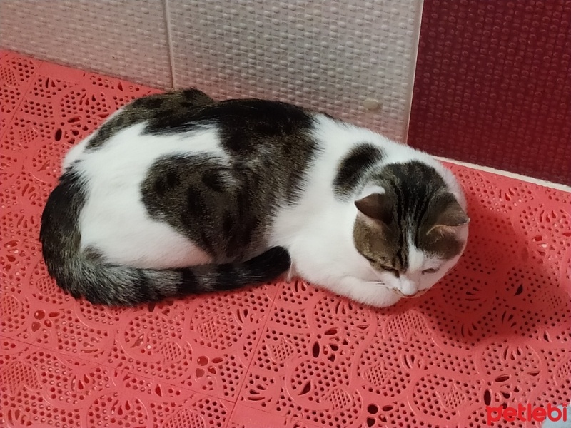 Tekir Kedi, Kedi  Mırmır fotoğrafı