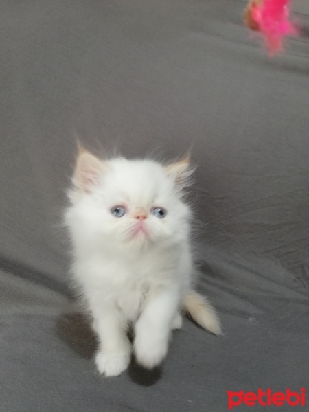 İran Kedisi (Persian), Kedi  maya osman yavruları fotoğrafı