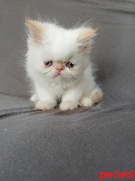 İran Kedisi (Persian), Kedi  maya osman yavruları fotoğrafı