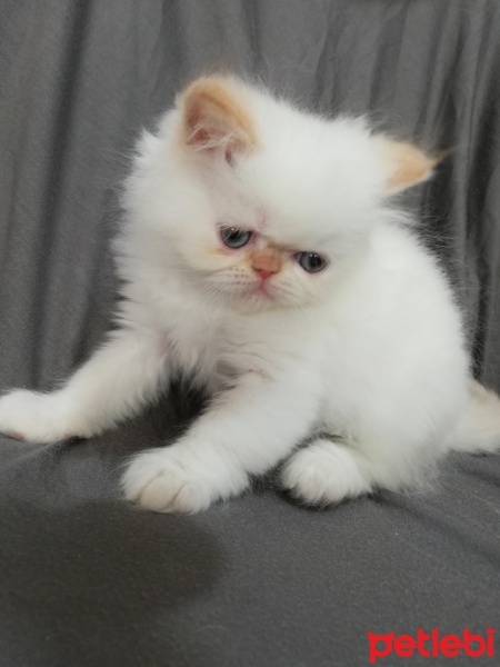 İran Kedisi (Persian), Kedi  maya osman yavruları fotoğrafı