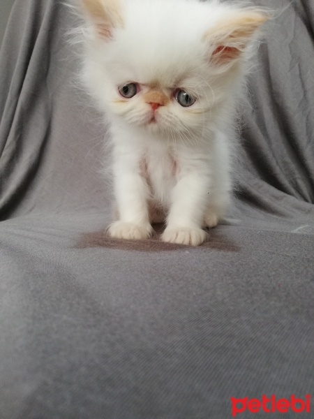 İran Kedisi (Persian), Kedi  maya osman yavruları fotoğrafı