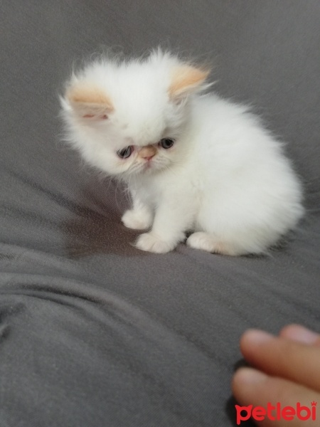 İran Kedisi (Persian), Kedi  maya osman yavruları fotoğrafı
