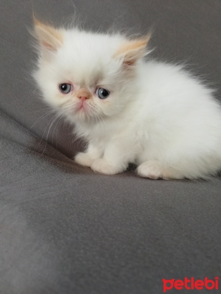 İran Kedisi (Persian), Kedi  maya osman yavruları fotoğrafı
