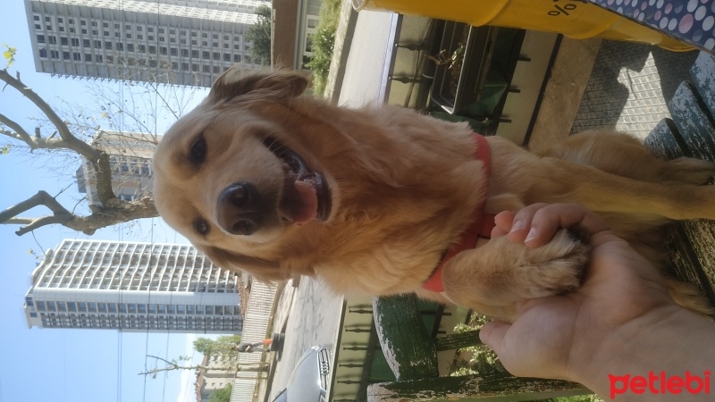 Golden Retriever, Köpek  Cessie fotoğrafı