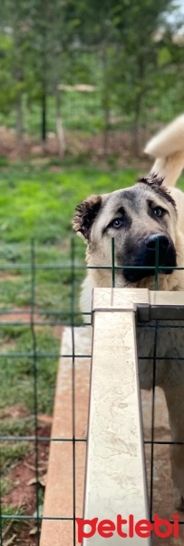 Kangal, Köpek  Aslan fotoğrafı