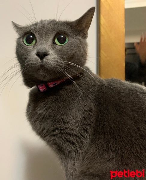 Mavi Rus, Kedi  Rosa fotoğrafı