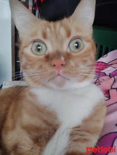 Sarman, Kedi  Malt fotoğrafı