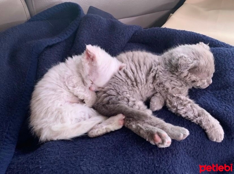 Scottish Fold, Kedi  Dobby ve kavun fotoğrafı