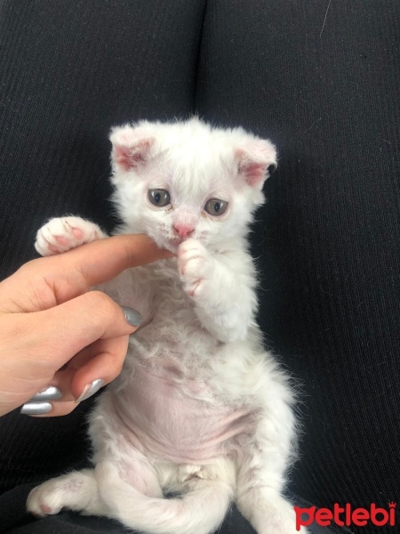 Scottish Fold, Kedi  Dobby ve kavun fotoğrafı