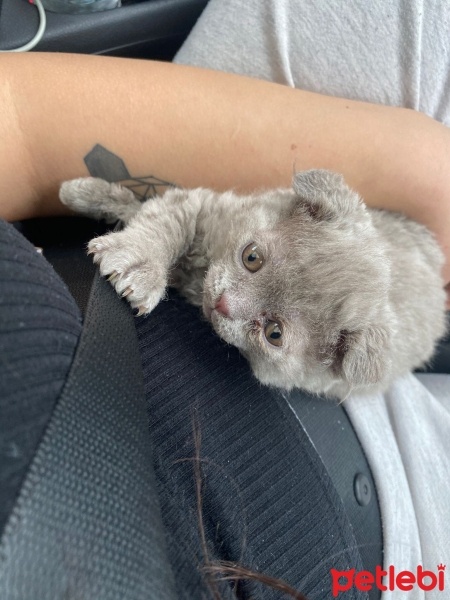 Scottish Fold, Kedi  Dobby ve kavun fotoğrafı