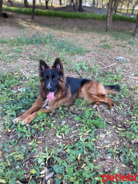 Alman Çoban Köpeği, Köpek  Ragnar fotoğrafı