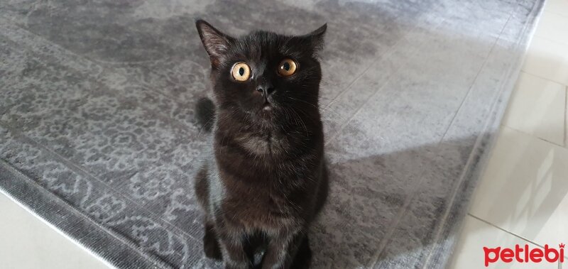 British Shorthair, Kedi  Pudink fotoğrafı