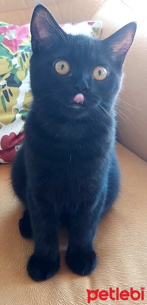 British Shorthair, Kedi  Pudink fotoğrafı