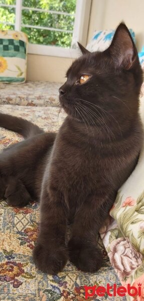 British Shorthair, Kedi  Pudink fotoğrafı