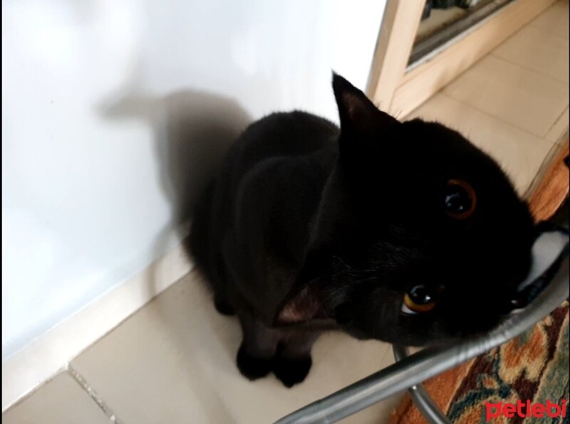 British Shorthair, Kedi  Pudink fotoğrafı