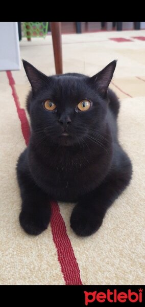 British Shorthair, Kedi  Pudink fotoğrafı