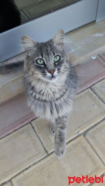 Sibirya Kedisi, Kedi  Kai fotoğrafı