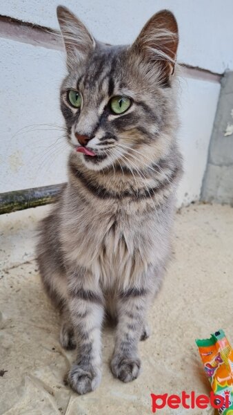 Sibirya Kedisi, Kedi  Kai fotoğrafı