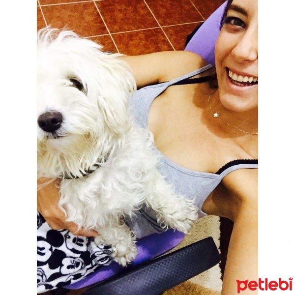 Maltese, Köpek  Maria fotoğrafı