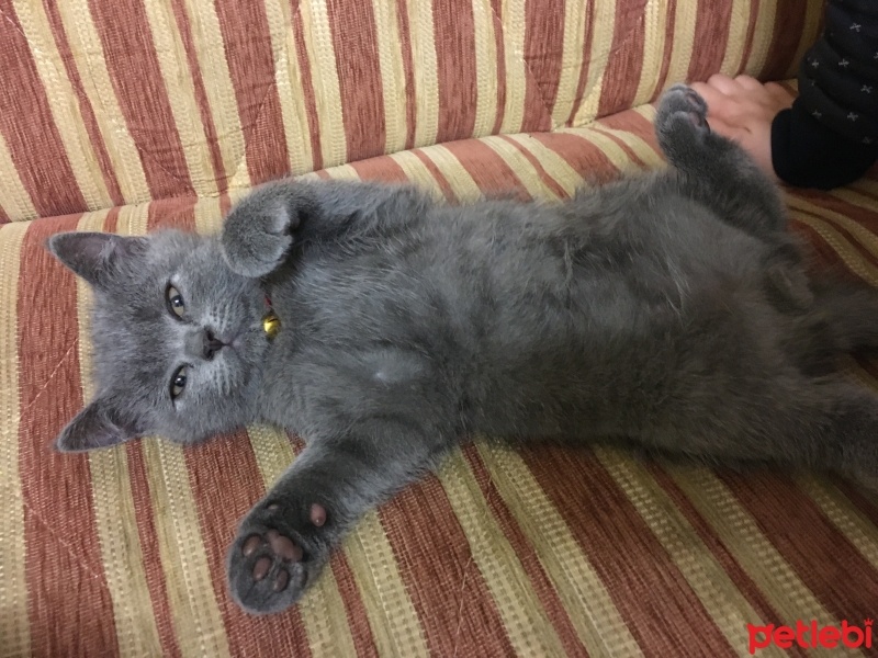 British Shorthair, Kedi  Gölge fotoğrafı
