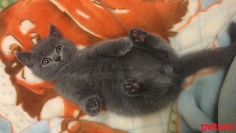 British Shorthair, Kedi  Gölge fotoğrafı