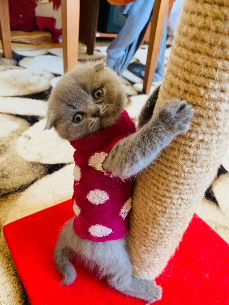 Scottish Fold, Kedi  Venüs fotoğrafı