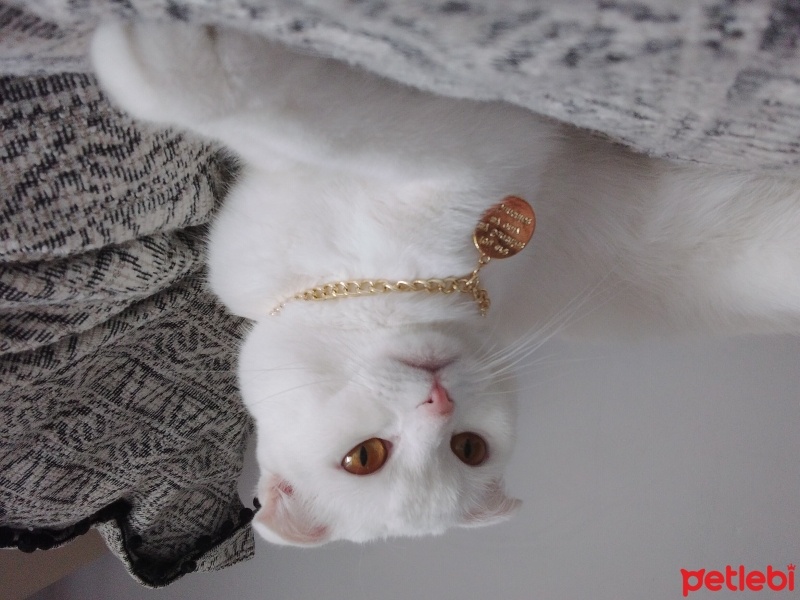 Scottish Fold, Kedi  Sütlaç fotoğrafı